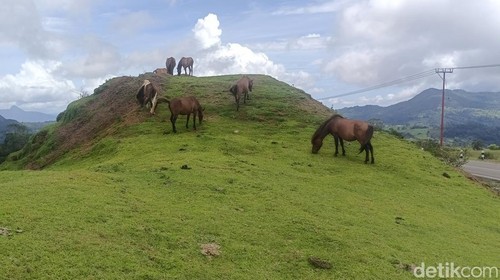 Kawasan hutan lindung Timau, Desa Bitobe, Kecamatan Amfoang Tengah, Kabupaten Kupang, NTT. (Yufengki Bria/detikBali).