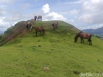 Menikmati Hawa Dingin-Merdunya Kicau Burung di Hutan Lindung Timau NTT