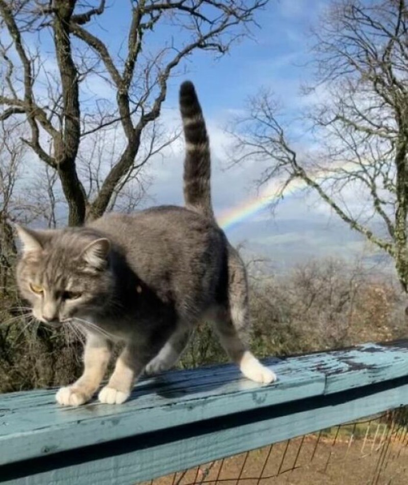 Apabila dirasa suasana hari kalian sedang buruk, mungkin bisa lihat kumpulan gambar lucu berikut ini. Siapa tau bisa membuat mood menjadi lebih happy.