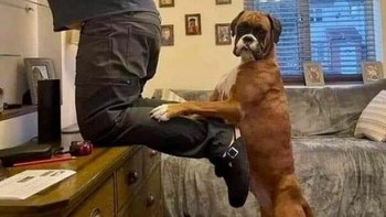 Sungguh sangat membantu ya si anjing ini. Foto: (Bored Panda).