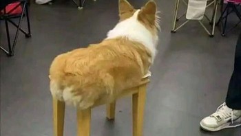 Eh bentar, oh itu meja toh, kirain kaki si anjing. Foto: (Bored Panda).