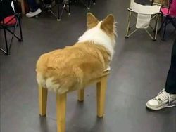 Kumpulan Gambar Lucu yang Bisa Bikin Happy