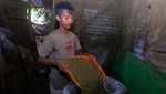 Melihat Proses Pengolahan Daun Kratom di Kalimantan Barat