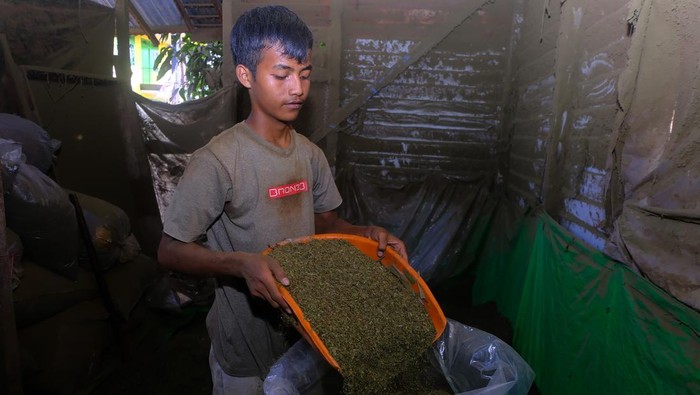 Seorang warga menuangkan remahan kratom atau daun purik hasil cacahan di usaha rumahan setempat di Putussibau, Kabupaten Kapuas Hulu, Kalimantan Barat, Sabtu (10/2/2024). Tanaman kratom (mitragyna speciosa) yang merupakan bahan baku minuman sejenis jamu khas Kabupaten Kapuas Hulu tersebut dijual warga setempat dalam bentuk daun mentah/basah seharga Rp2.500 - Rp3.000 per kilogram, dan remahan atau cacahan seharga Rp12 ribu per kilogram. ANTARA FOTO/Jessica Wuysang/nz