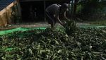 Melihat Proses Pengolahan Daun Kratom di Kalimantan Barat