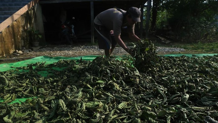 Seorang warga menuangkan remahan kratom atau daun purik hasil cacahan di usaha rumahan setempat di Putussibau, Kabupaten Kapuas Hulu, Kalimantan Barat, Sabtu (10/2/2024). Tanaman kratom (mitragyna speciosa) yang merupakan bahan baku minuman sejenis jamu khas Kabupaten Kapuas Hulu tersebut dijual warga setempat dalam bentuk daun mentah/basah seharga Rp2.500 - Rp3.000 per kilogram, dan remahan atau cacahan seharga Rp12 ribu per kilogram. ANTARA FOTO/Jessica Wuysang/nz