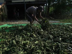 Jurus Pemerintah Atur Harga Kratom Biar Nggak Jatuh
