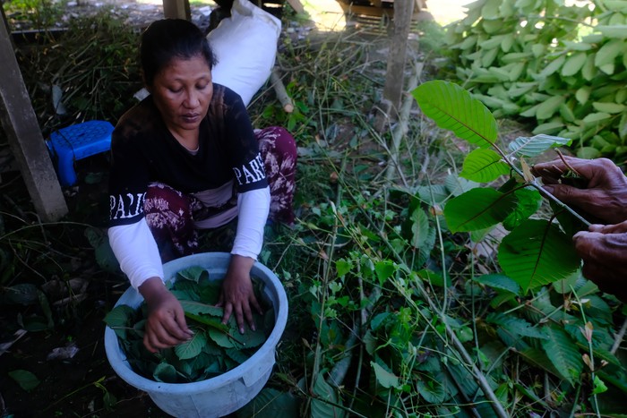 Seorang warga menuangkan remahan kratom atau daun purik hasil cacahan di usaha rumahan setempat di Putussibau, Kabupaten Kapuas Hulu, Kalimantan Barat, Sabtu (10/2/2024). Tanaman kratom (mitragyna speciosa) yang merupakan bahan baku minuman sejenis jamu khas Kabupaten Kapuas Hulu tersebut dijual warga setempat dalam bentuk daun mentah/basah seharga Rp2.500 - Rp3.000 per kilogram, dan remahan atau cacahan seharga Rp12 ribu per kilogram. ANTARA FOTO/Jessica Wuysang/nz