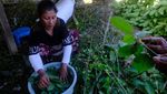 Melihat Proses Pengolahan Daun Kratom di Kalimantan Barat