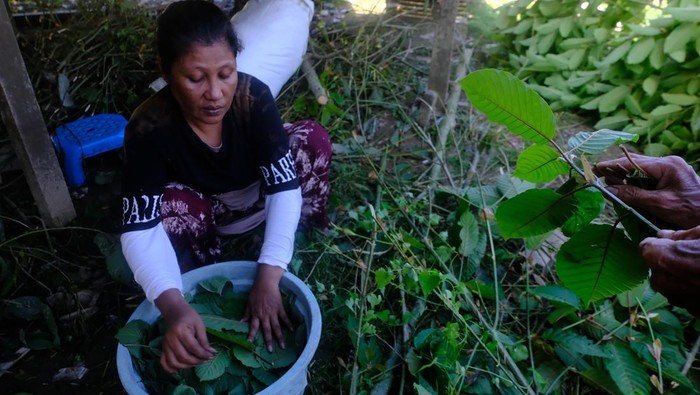 Melihat Proses Pengolahan Daun Kratom di Kalimantan Barat Seorang warga menuangkan remahan kratom atau daun purik hasil cacahan di usaha rumahan setempat di Putussibau, Kabupaten Kapuas Hulu, Kalimantan Barat, Sabtu (10/2/2024). Tanaman kratom (mitragyna speciosa) yang merupakan bahan baku minuman sejenis jamu khas Kabupaten Kapuas Hulu tersebut dijual warga setempat dalam bentuk daun mentah/basah seharga Rp2.500 - Rp3.000 per kilogram, dan remahan atau cacahan seharga Rp12 ribu per kilogram. ANTARA FOTO/Jessica Wuysang/nz