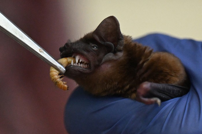 Barbara Gorecka feeds a bat during a lecture at school in Szczecin on February 1, 2024. Polands Szczecin may be no Gotham City, but this is where 69-year-old pensioner Barbara Gorecka, nicknamed Polish 