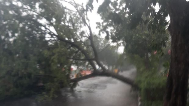 Pohon tumbang di sejumlah lokasi di Surabaya.