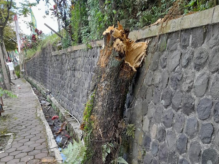 Pohon yang menimpa pegawai Kesbangpol Wonosobo hingga tewas saat penertiban APK, Minggu (11/2/2024).