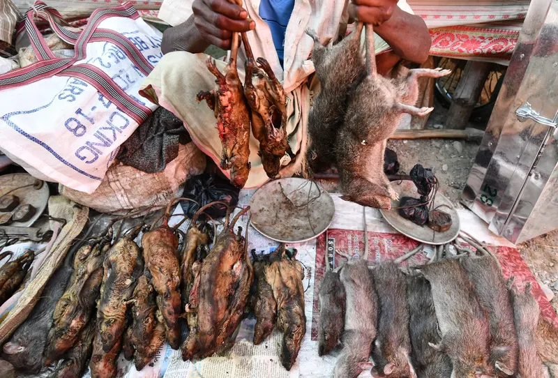 Bukannya dimusnahkan, tikus justru menjadi makanan enak dan populer di 5 negara ini