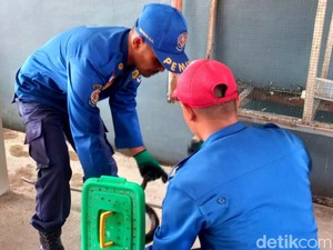 Kagetnya Siti Lihat Ayamnya Raib Dilahap 3 Ular Sanca