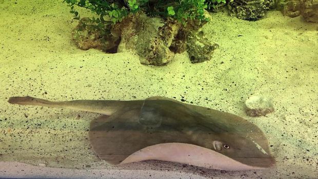 Ikan pari betina yang diduga hamil oleh ikan hiu