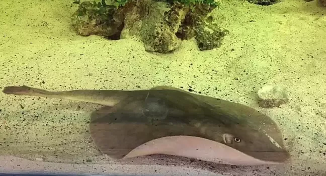Ikan Pari Dihamili Hiu