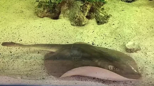 Ikan Pari Dihamili Hiu