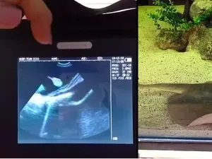 Ikan Pari Mengandung Bikin Bingung, Diduga Dihamili Hiu