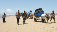 Ada cerita unik dalam pendistribusian logistik Pemilu 2024 di Kabupaten Pesisir Barat, Lampung. Petugas mengantarkan kotak dan surat suara dengan gerobak sapi. Foto: Dok. Polres Pesisir Barat