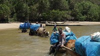 Kendaraan roda 4 tidak bisa melintasi medan tersebut. Kalaupun bisa menggunakan kendaraan roda 2, harus dimodifikasi lebih dulu. Karena itulah petugas menggunakan gerobak yang ditarik dengan sapi. Foto: Dok. Polres Pesisir Barat