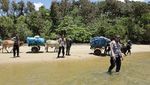 Potret Gerobak Sapi Susuri Pantai Distribusikan Logistik Pemilu di Lampung