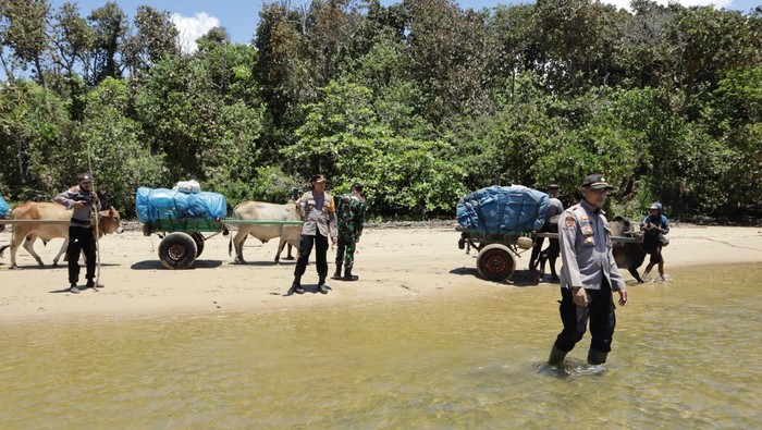 Para petugas dari Polres Pesisir Barat dibantu masyarakat menggunakan gerobak sapi mendistribusikan surat suara pemilu 2024 untuk 4 pekon di Kecamatan Bengkunat, Minggu (11/2/2024).