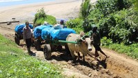 Walau waktu tempuh jadi lebih lama, mengantarkan logistik dengan gerobak sapi lebih efektif karena mereka harus melewati jalan tanah merah dengan kondisi berlumpur. Foto: Dok. Polres Pesisir Barat