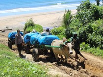 Potret Gerobak Sapi Susuri Pantai Distribusikan Logistik Pemilu di Lampung