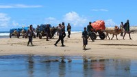Di beberapa titik, jalan tidak mungkin dilalui sehingga petugas pun harus menggiring gerobak sapi melewati pantai. Meski perjalanan cukup sulit, petugas berhasil mendistribusikan seluruh logistik pada Minggu (11/2) sore. Foto: Dok. Polres Pesisir Barat