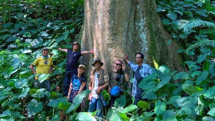 Pepohonan Genus Ficus langka yang ditemukan di Pegunungan Sanggabuana Karawang