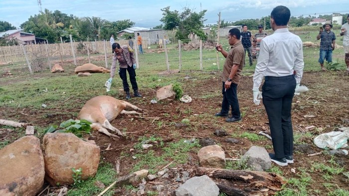 Petugas Polsek Kilo melakukan olah TKP di kandang tempat ditemukan sapi mati mendadak pada Senin (12/2/2024).