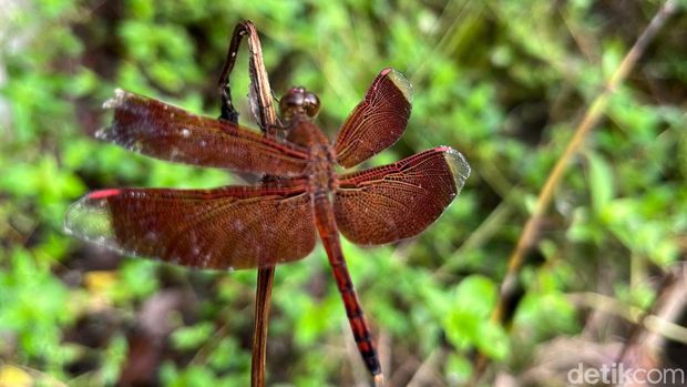 Sejumlah capung beraneka warna liar berterbangan di wisata pemandian alami Jopuro Banyuwangi