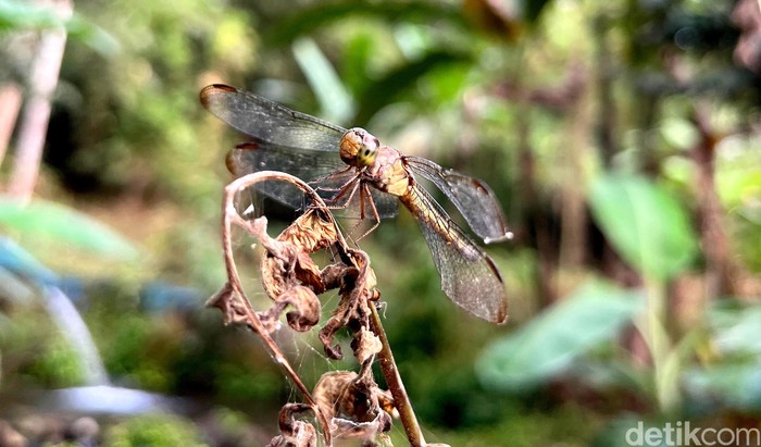 Serunya Berburu Foto Aneka Capung di Wisata Jopuro Banyuwangi