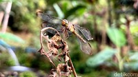 Capung Golden fly juga yang berada di wisata Jopuro Banyuwangi.