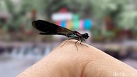 Capung Heliocypha juga berterbangan di Wisata Jopuro Banyuwangi.
