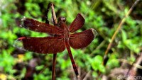 Jika beruntung anda juga bisa menjumpai Capung Neurothemis terminata atau Neurothemis fulvia