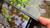 Dengan menggunakan handpone dan mode camera macro. Seorang fotografer sedang mengambil momen capung yang nangkring atas tanaman di Wisata Jopuro, Banyuwangi.