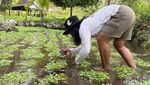 Serunya Berburu Foto Beragam Capung di Wisata Jopuro Banyuwangi