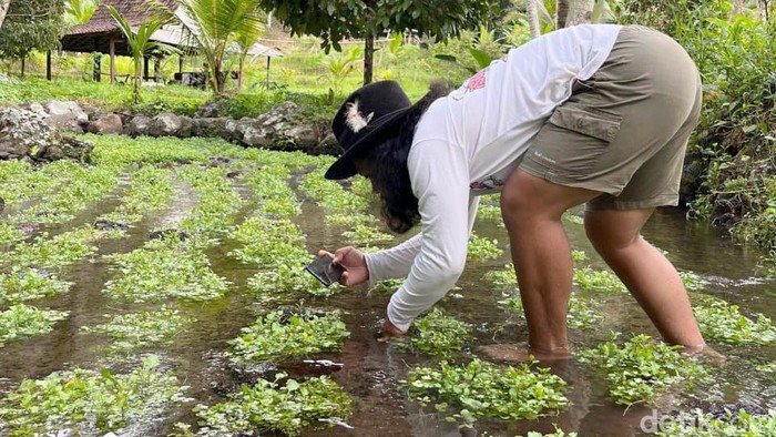 Serunya Berburu Foto Aneka Capung di Wisata Jopuro Banyuwangi Serunya Berburu Foto Aneka Capung di Wisata Jopuro Banyuwangi