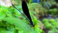 Pada momen dan sudut pengambilan gambar yang pas bisa mengambil Capung Damselflies.