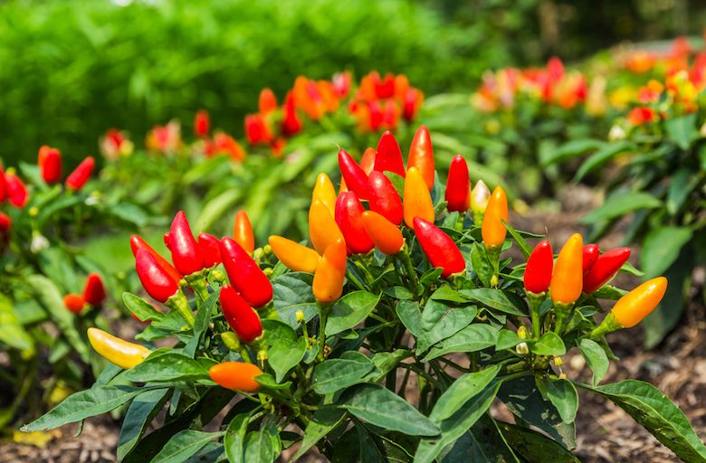 5 Tumbuhan dan Pohon Buah Ini Punya Mitos Pembawa Sial