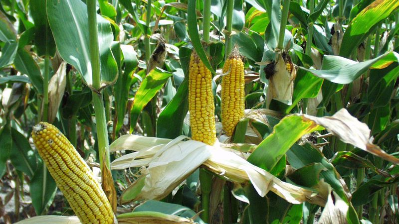 5 Tumbuhan dan Pohon Buah Ini Punya Mitos Pembawa Sial