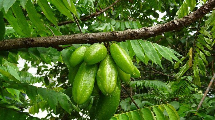 5 Tumbuhan dan Pohon Buah Ini Punya Mitos Pembawa Sial