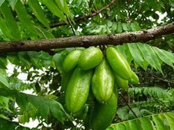 10 Buah-buahan Lokal Khas Jawa Timur, Pernah Makan?