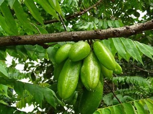 10 Buah-buahan Lokal Khas Jawa Timur, Pernah Makan?