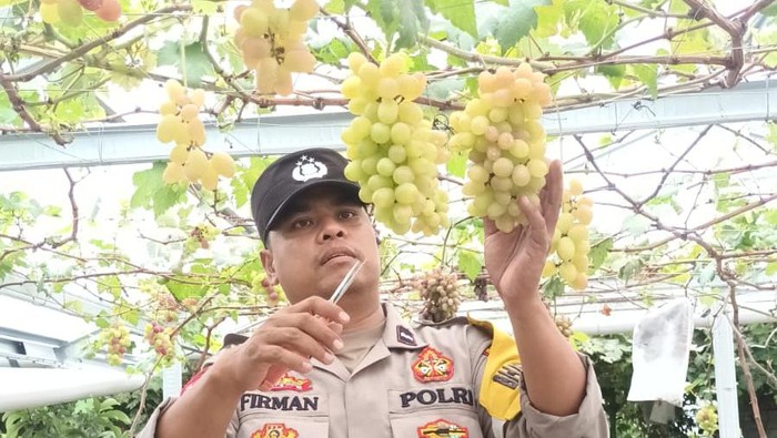 Aipda Firman Eka Jayadi membudidayakan anggur di Desa Selat, Mataram, NTB.