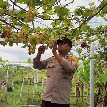 Aipda Firman Eka Jayadi membudidayakan anggur di Desa Selat, Mataram, NTB. (Foto: dok. Istimewa/Foto diberikan oleh Aipda Firman).