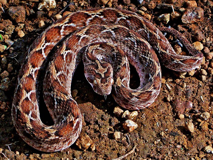 Carpet snake