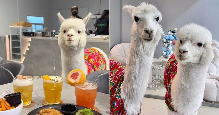 Di Kafe Ini Bisa Makan dan Ngopi Ditemani oleh Alpaca yang Menggemaskan